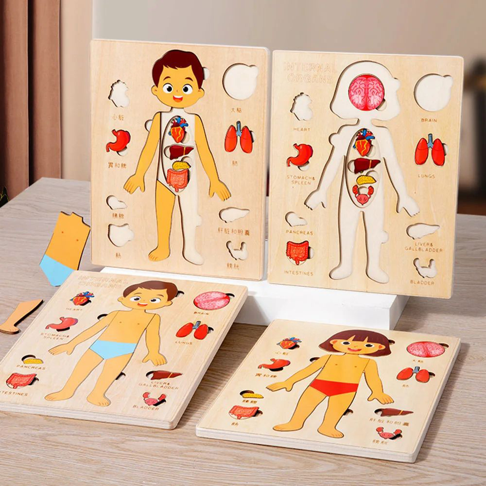Wooden Human Body Organs Puzzles Board Toy
