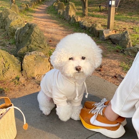 Fashion Simple Pet Dog Sweater - Image 8