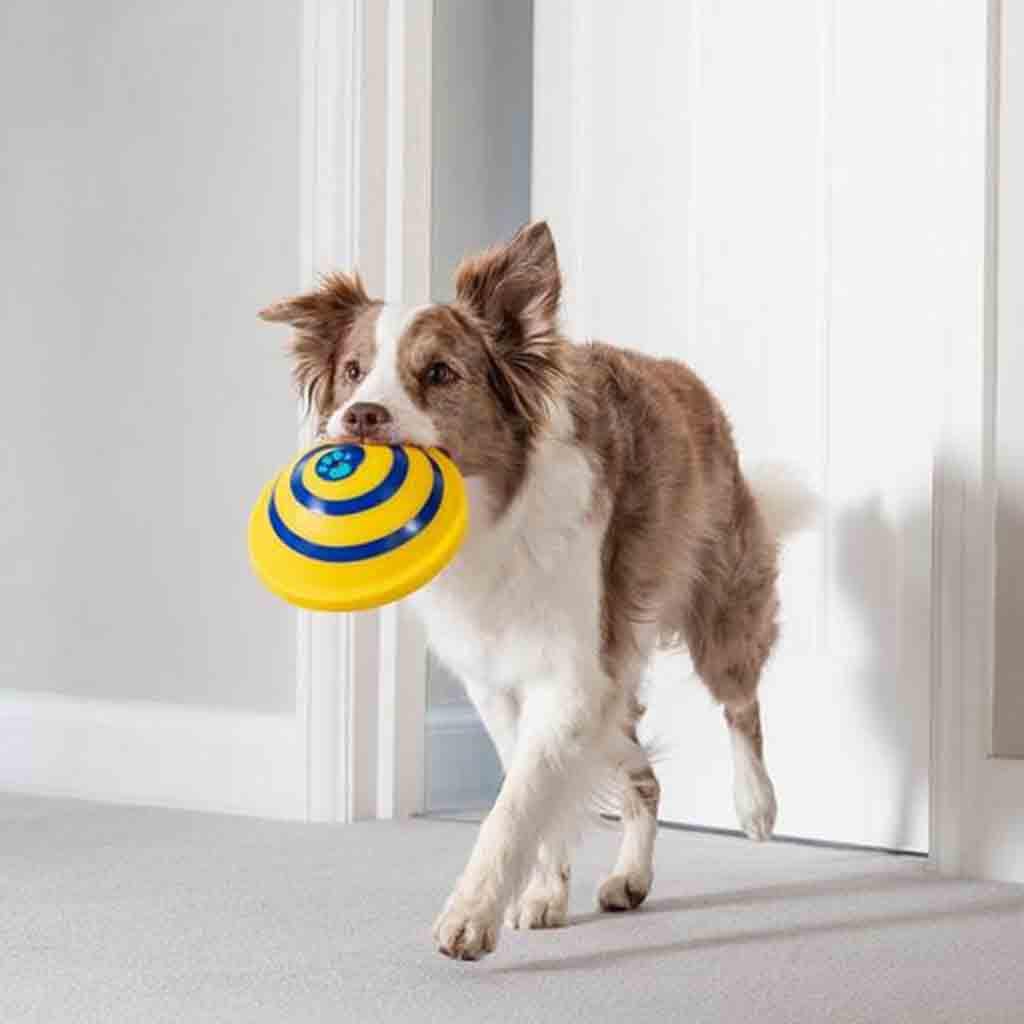 Indoor Woof Glider Sounding Disc Pet Toy
