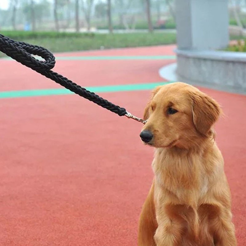 Eight-Strand Golden Retriever Alaska Walking Dog Leash
