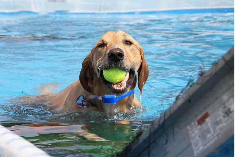 Rechargeable RC Dog Training Device - Image 2