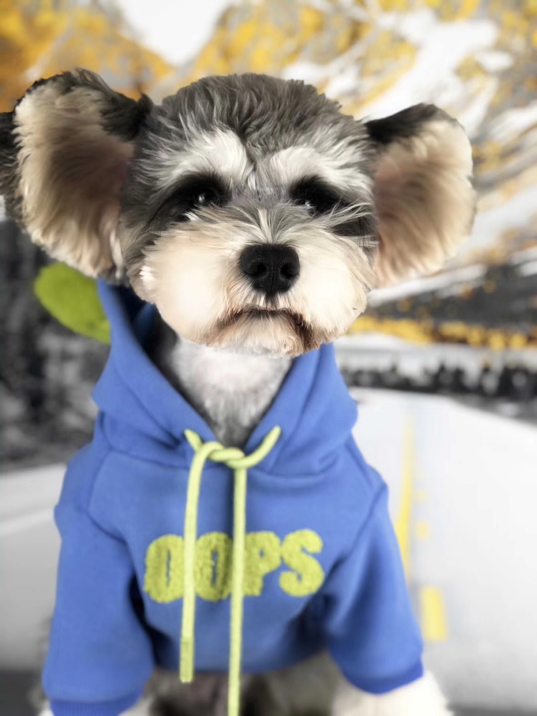 Lucky Printed Dog Cotton Pet Sweater - Image 2