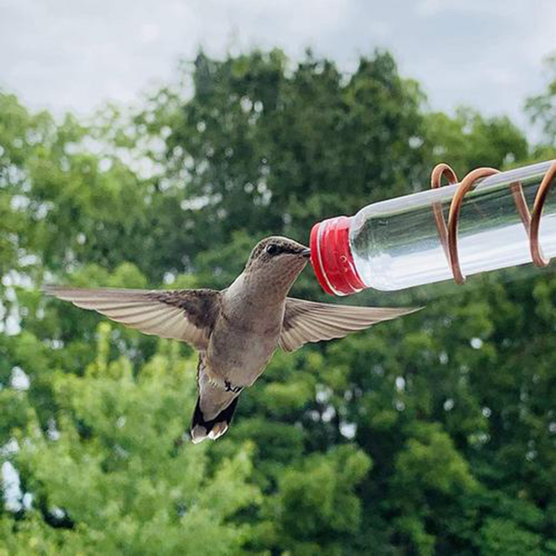 Hummingbird Garden Feeder for Wild Birds - Image 3