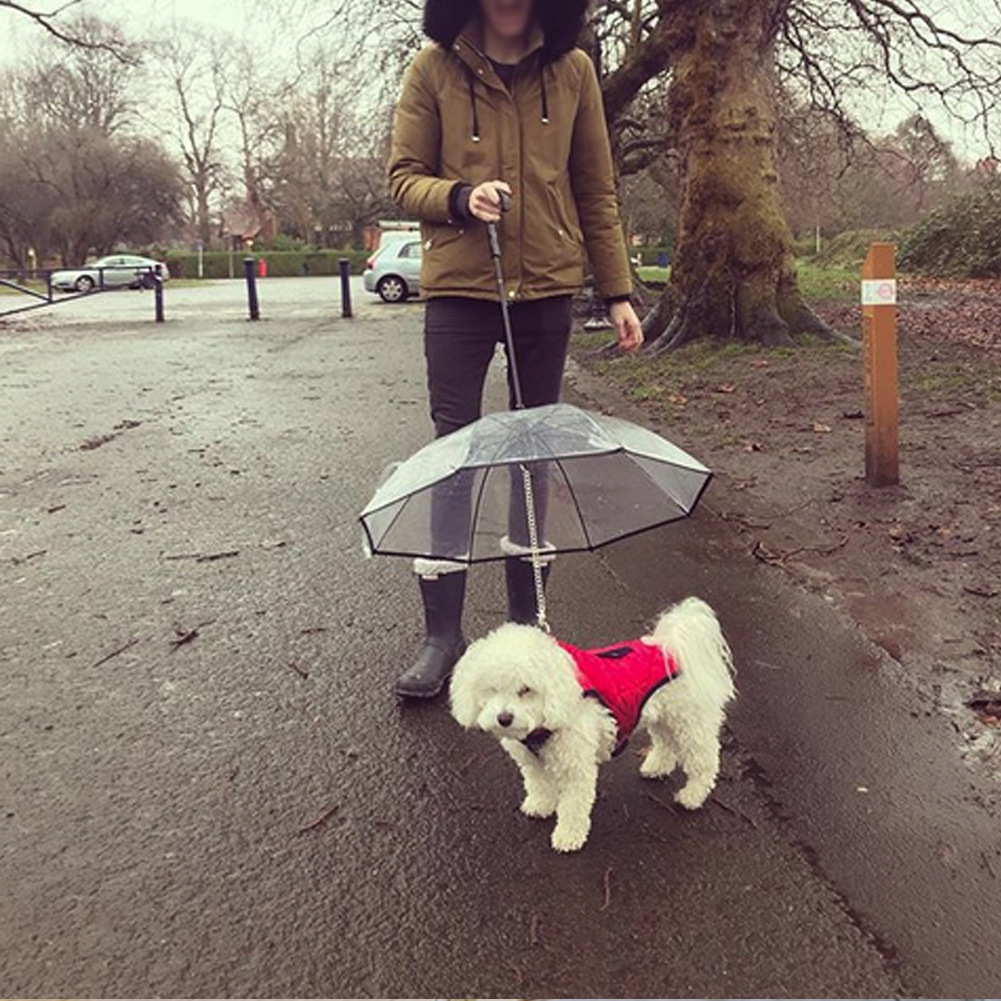 Dog's Transparent Umbrella with Traction Chain - Image 8