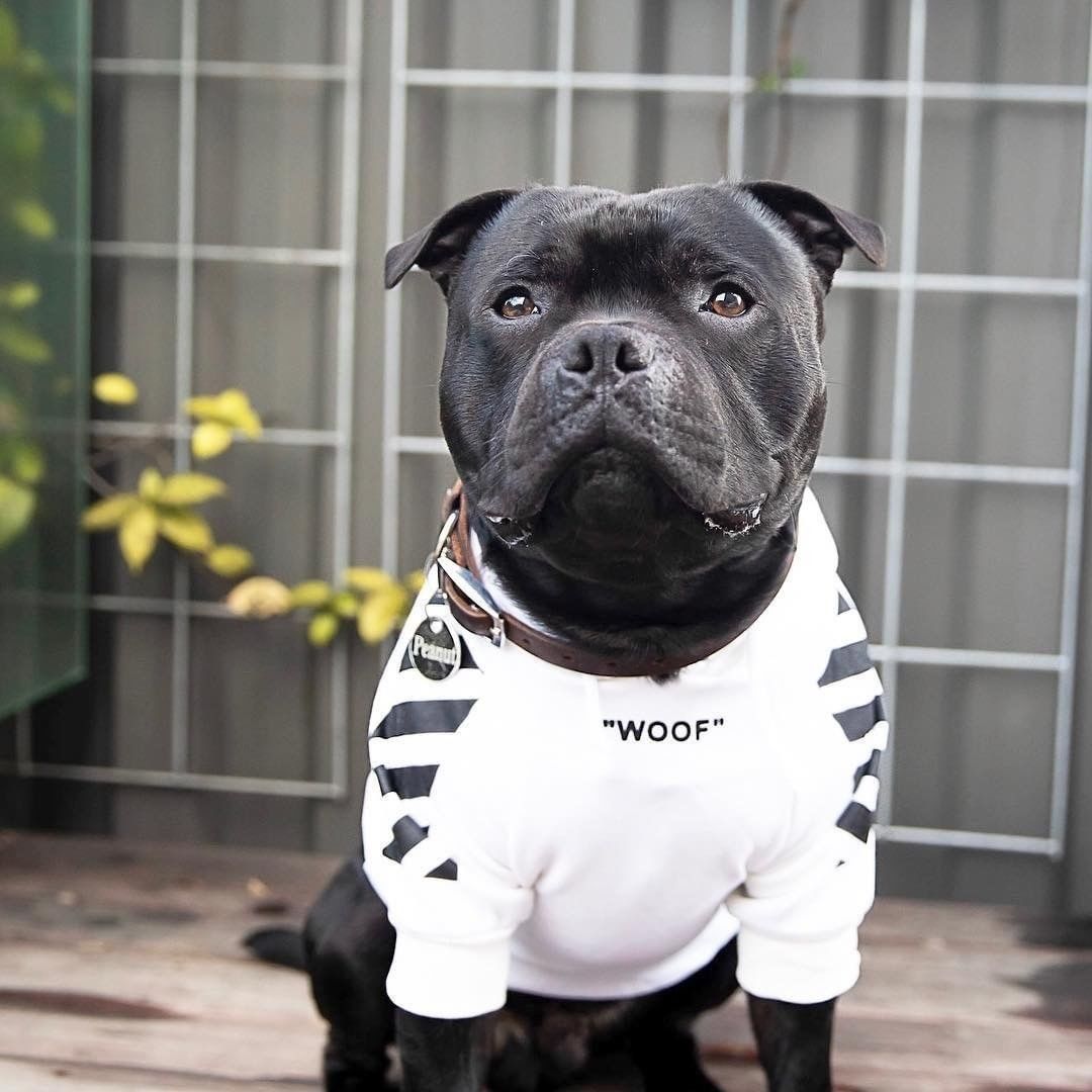 Pet Dog Plus Velvet Thick Sweater