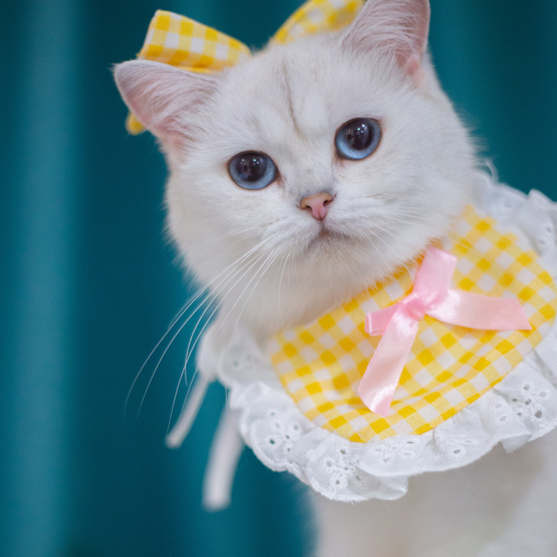 Princess Saliva Scarf Cat Lace Suit - Image 6