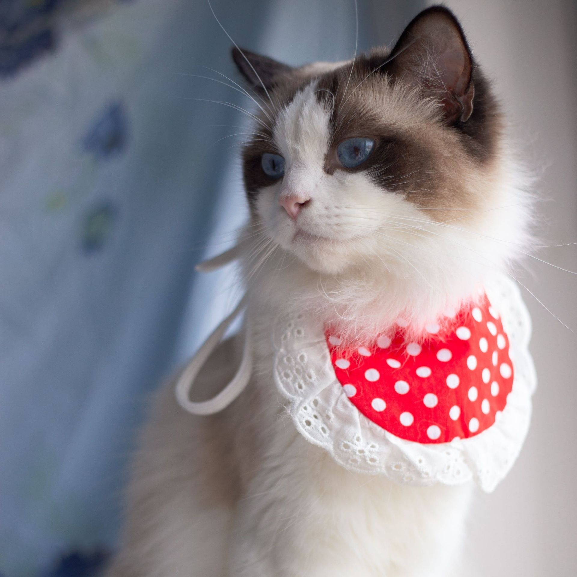 Princess Saliva Scarf Cat Lace Suit - Image 2