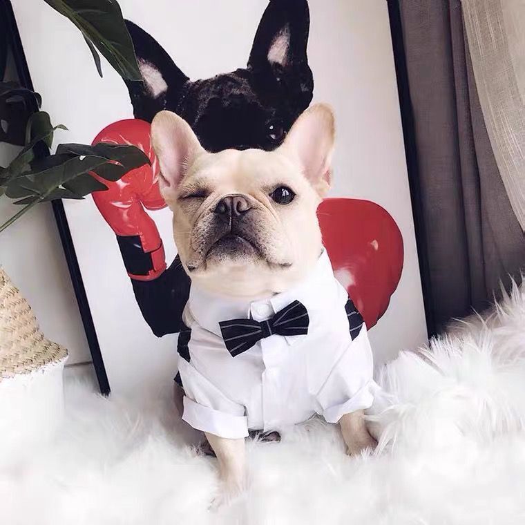 Creative And Simple Pet Dog Shirt Coat