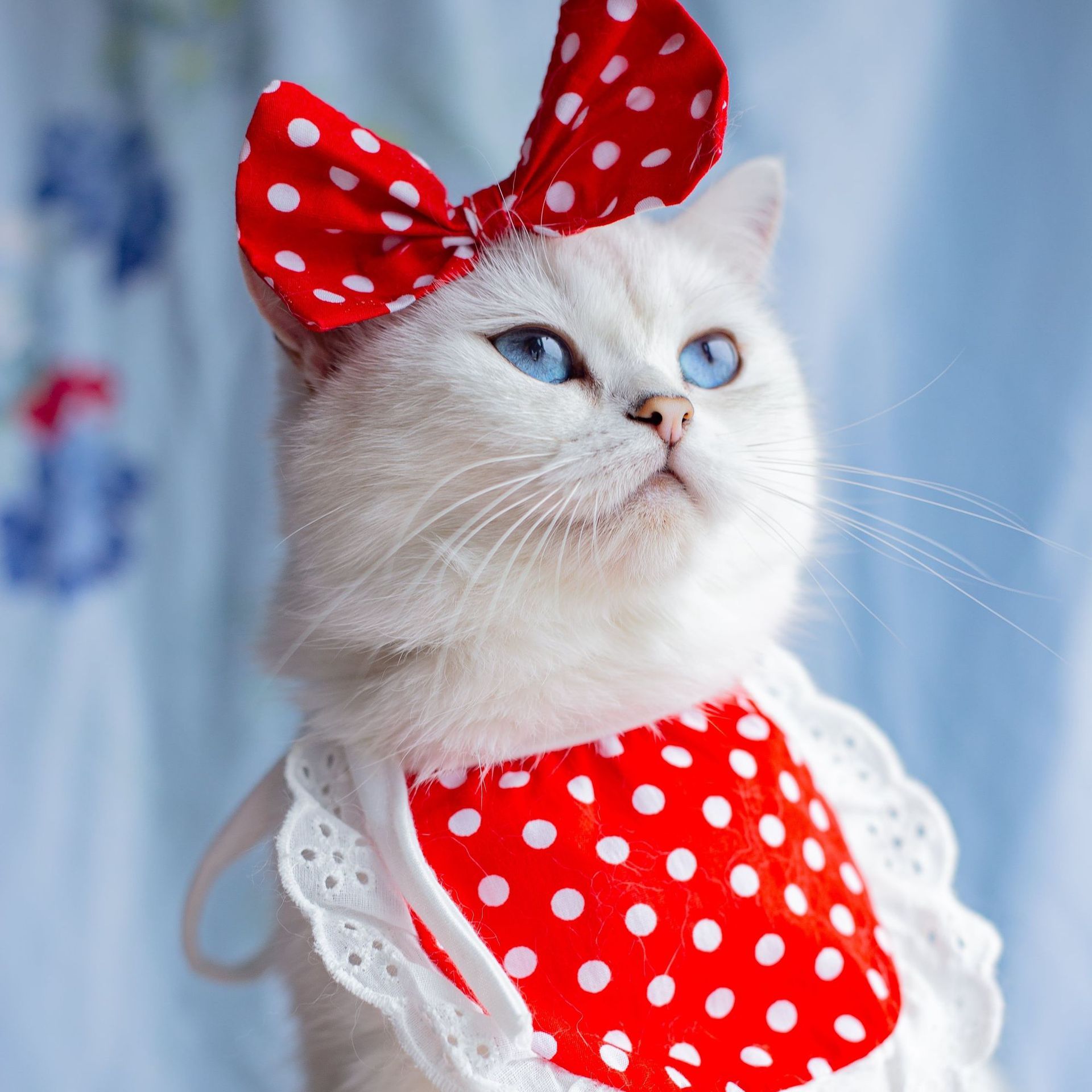 Princess Saliva Scarf Cat Lace Suit