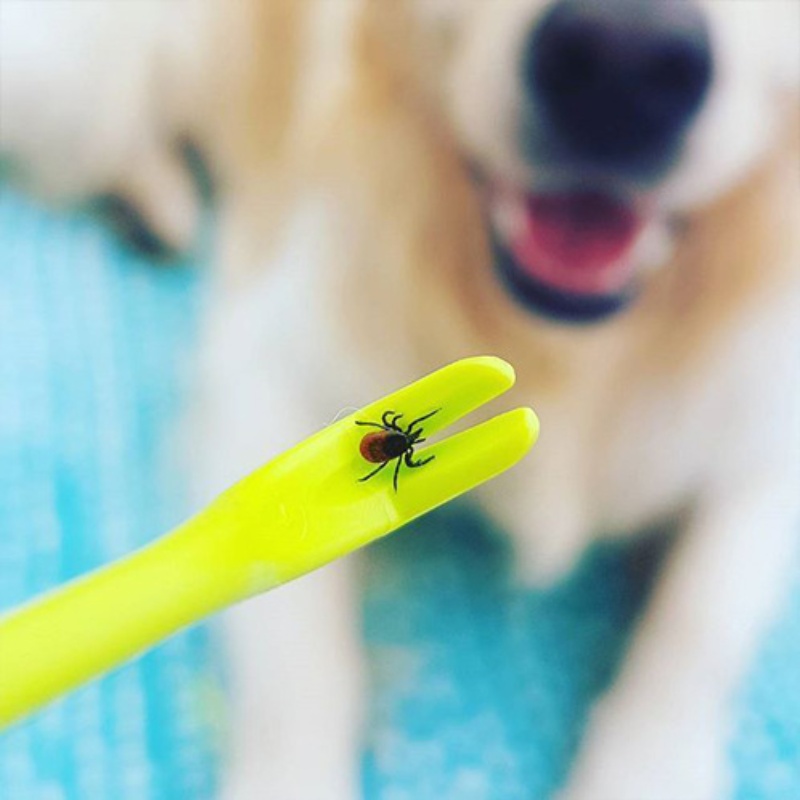 3pcs Dog Tick Pet Flea Removal Hook - Image 4