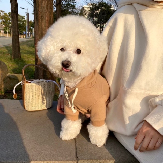 Fashion Simple Pet Dog Sweater - Image 5