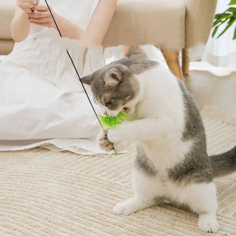 Funny Cat Relieves Stick Cat Boredom