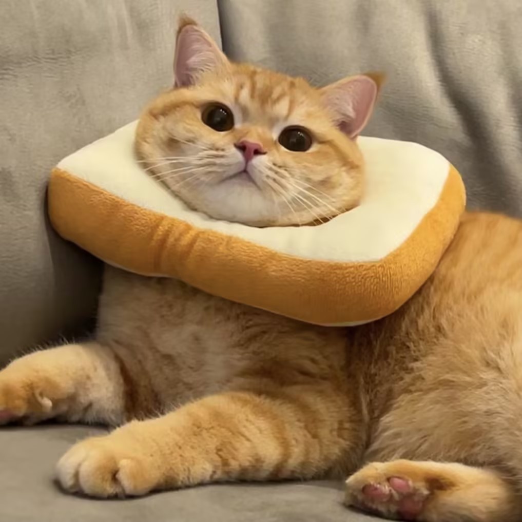 Pet Adjustable Bread Styled Special Neck Cover