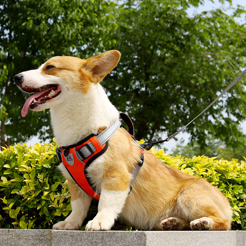 Dog Hand Holding Rope Vest Dog Strap - Image 9