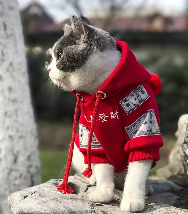 Pure Cotton Plus Fleece Pet Sweater With Hood - Image 6