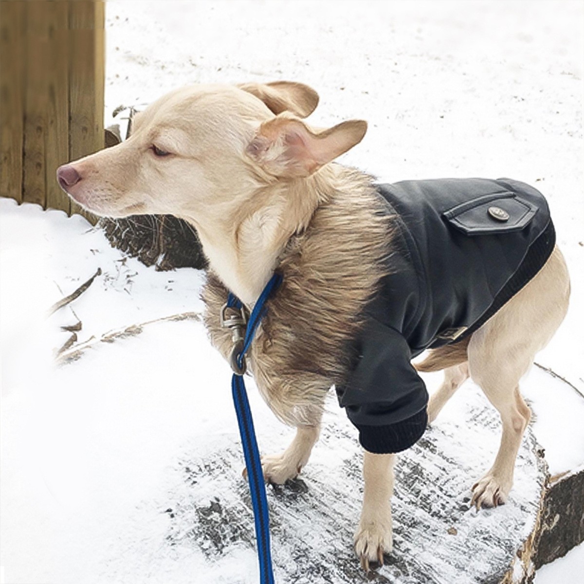 Fur Collar Leather Dog Coat
