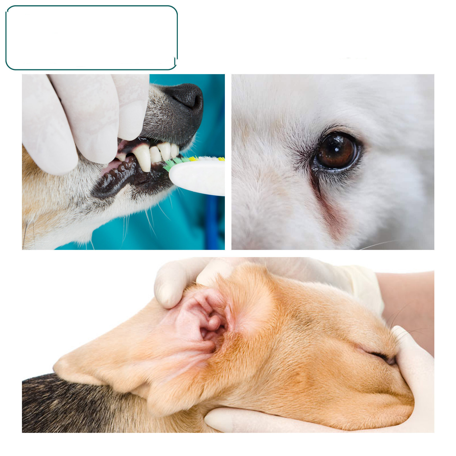Pet Teeth Cleaning Wipes - Image 2