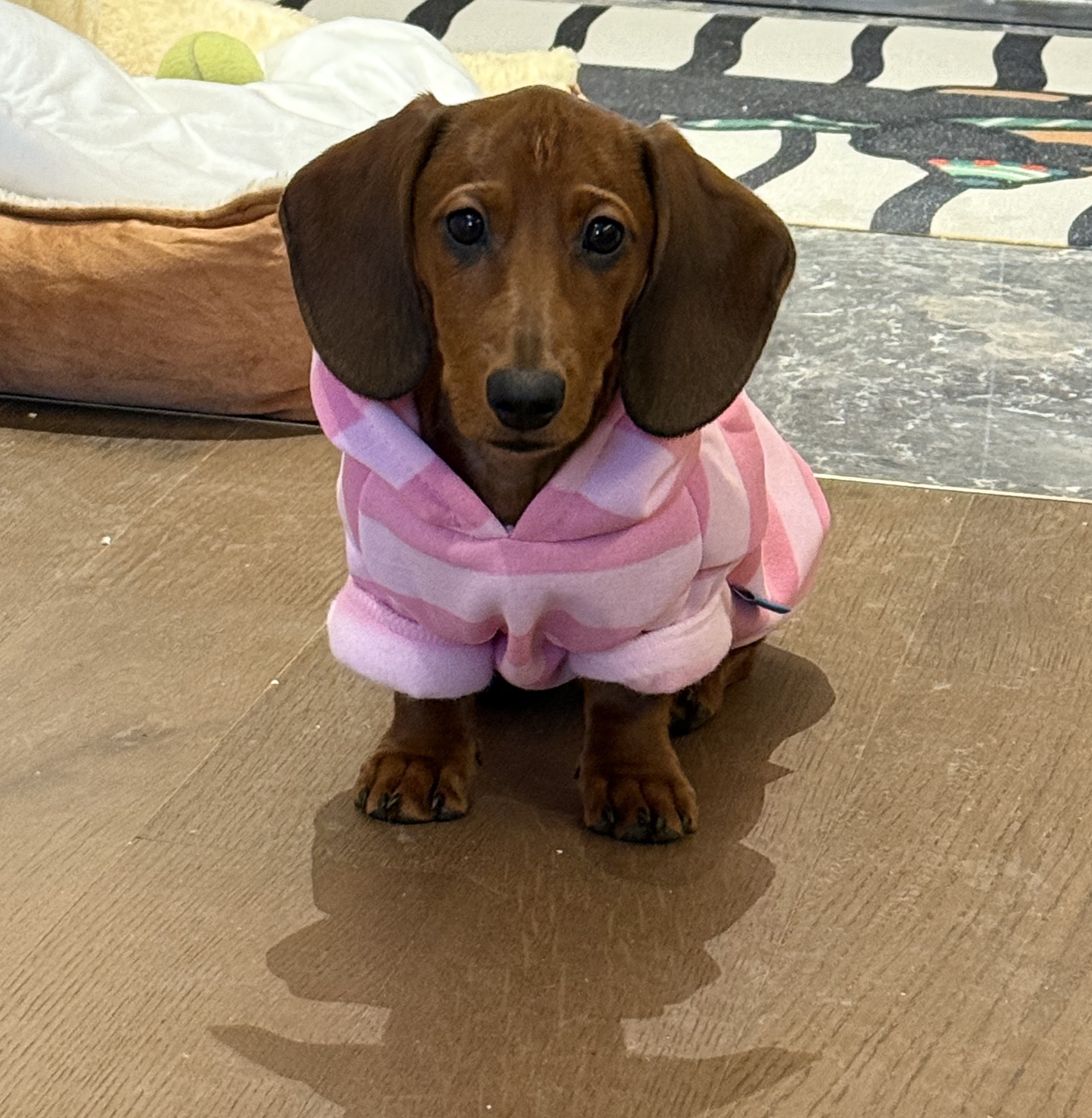 Pet Thin Velvet Pink Striped Hooded Sweater - Image 4