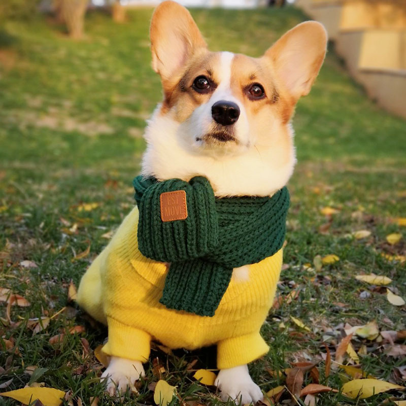 Dog Scarf Fighting Corgi Teddy Bichon Scarf - Image 4